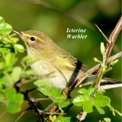 Icterine Warbler